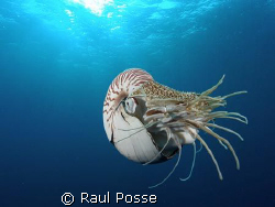 I was amazed! A Nautilus... never thought I had this enco... by Raul Posse 